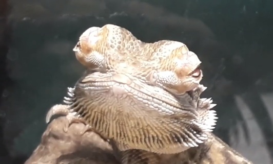 Bearded Dragon Eyes Bulging