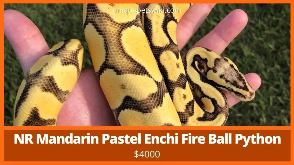 NR Mandarin Pastel Enchi Fire Ball Python