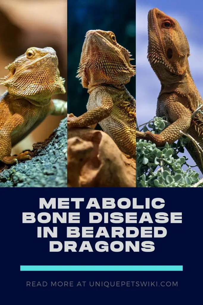 Metabolic Bone Disease in Bearded Dragons Pinterest Pin