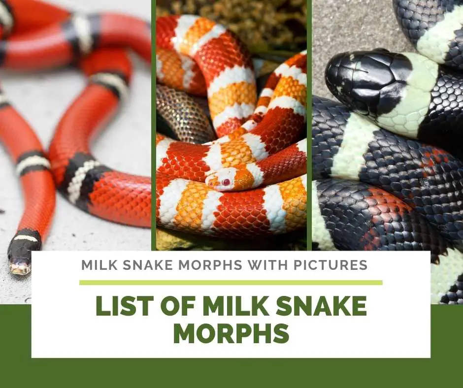 List Of Milk Snake Morphs