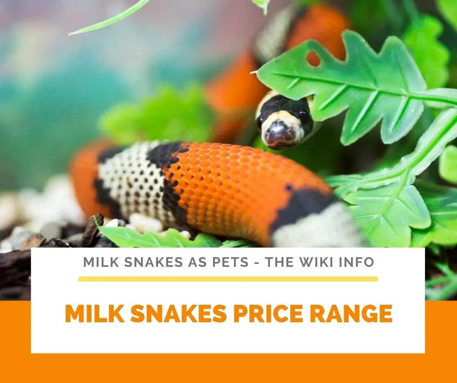 Milk Snakes Price Range