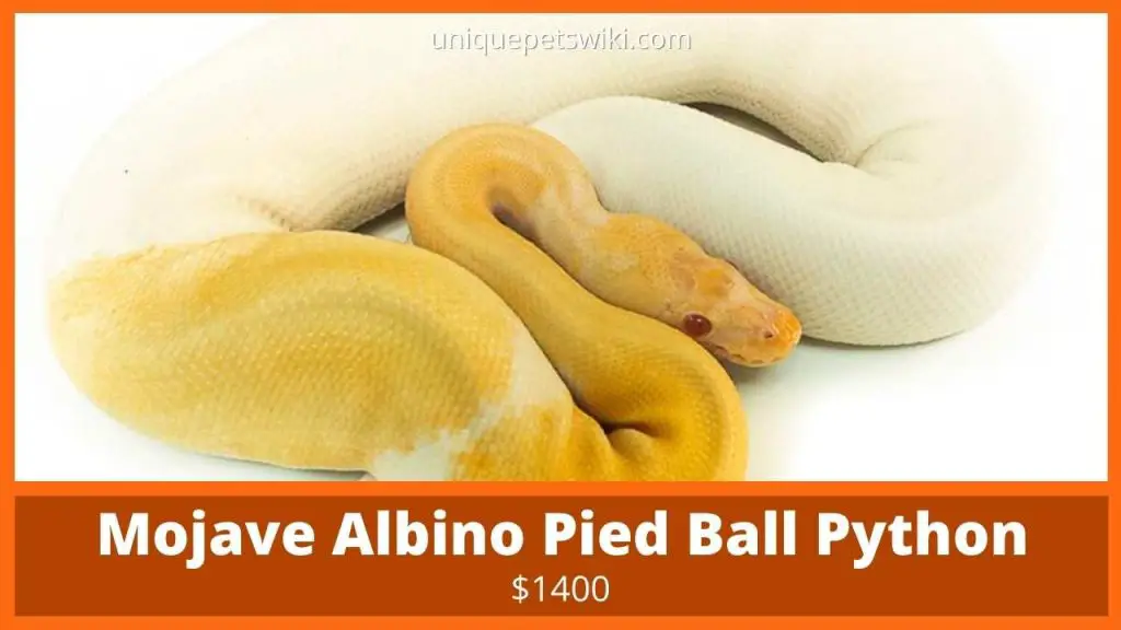 Mojave Albino Pied Ball Python