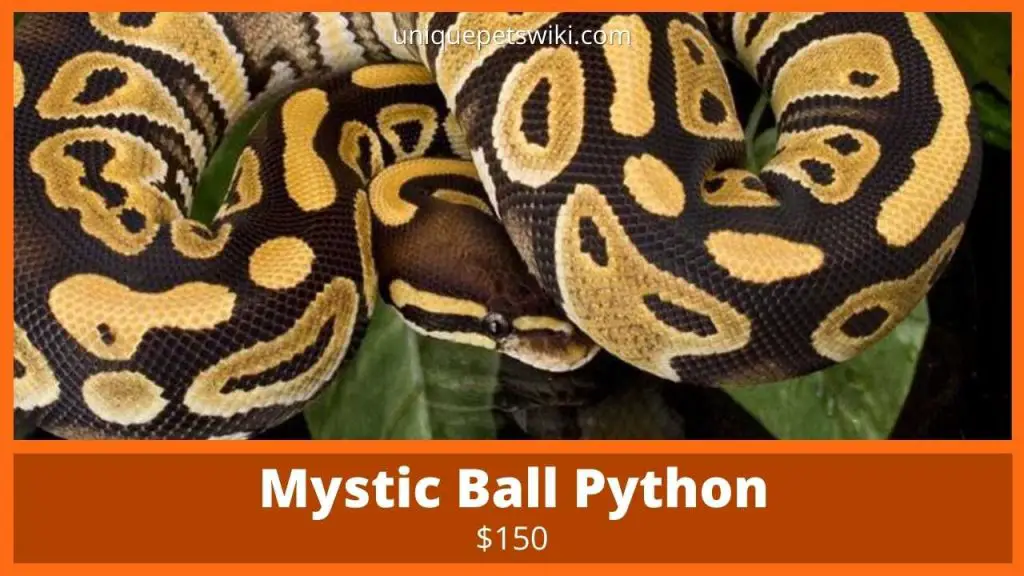 Mystic Ball Python
