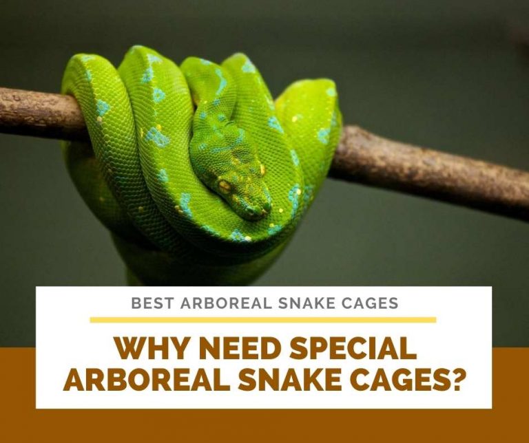 Best Arboreal Snake Cages