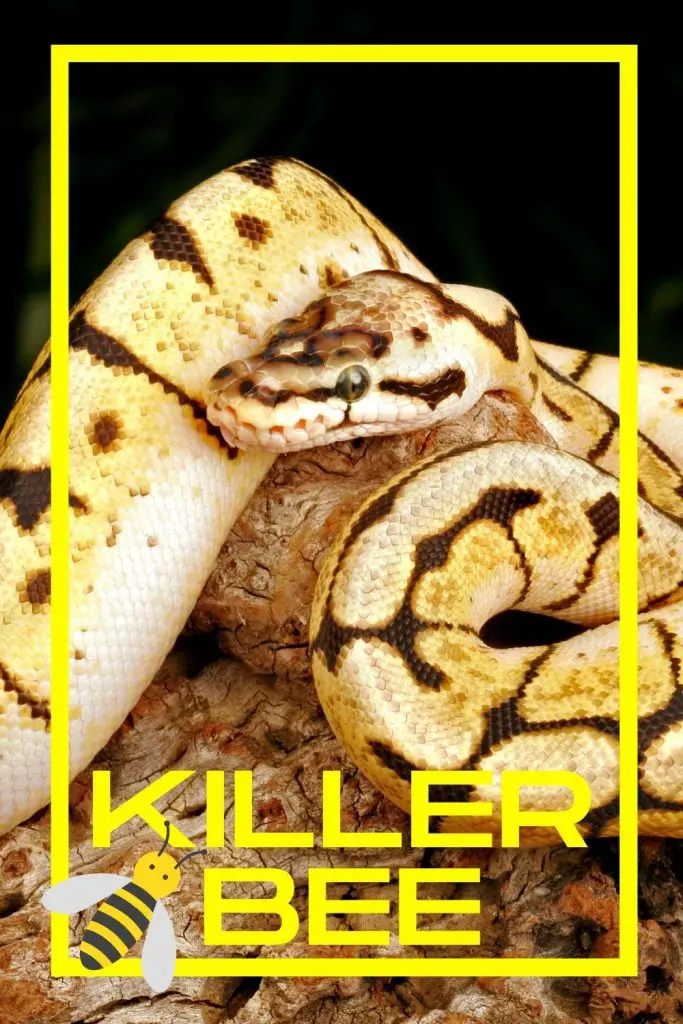 Killer Bee Ball Python Pinterest Pin
