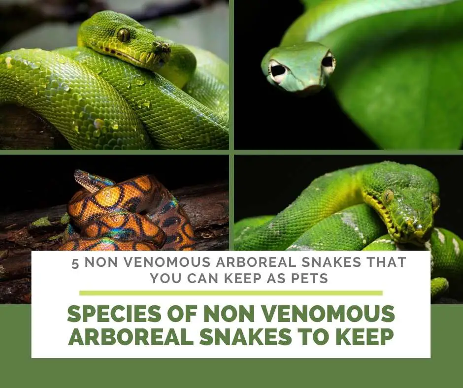 What Species Of Non Venomous Arboreal Snakes Are Good To Keep?