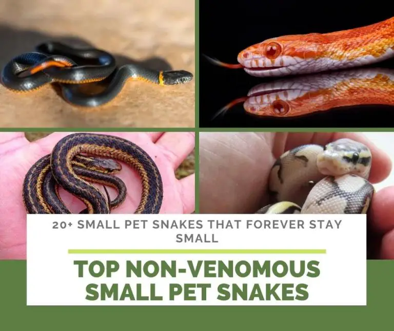 20 Small Pet Snakes That Forever Stay Small