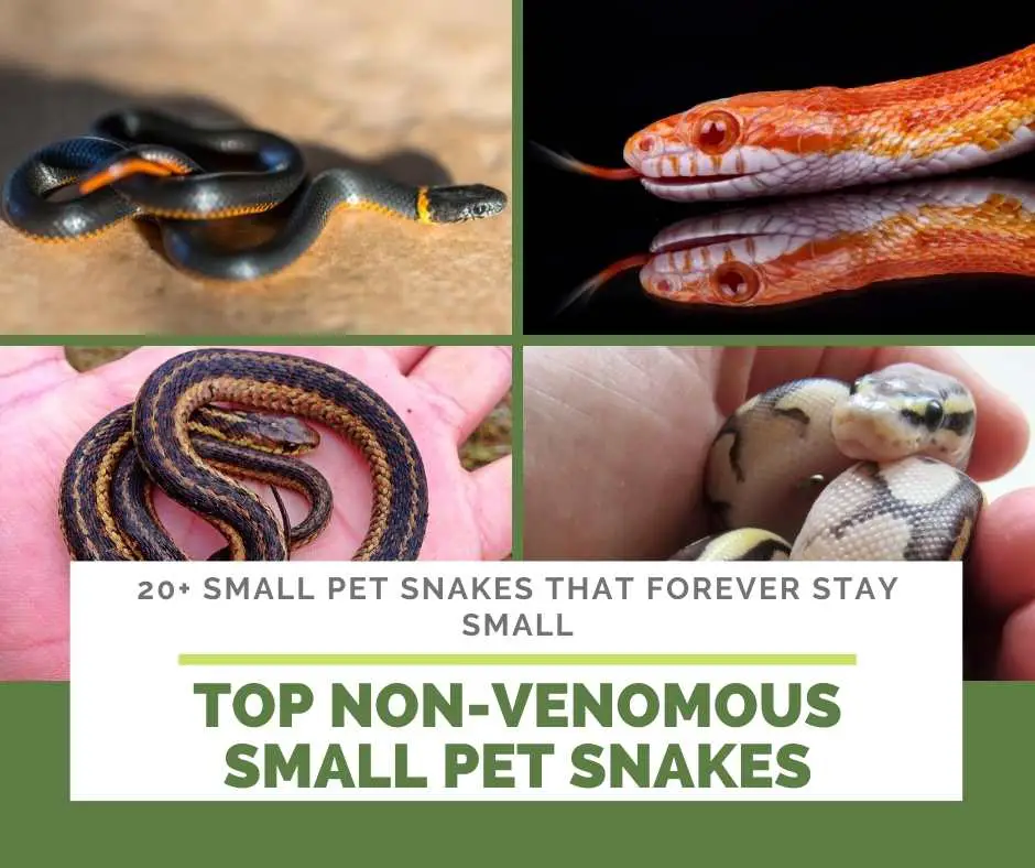 Top Non-Venomous Small Pet Snakes