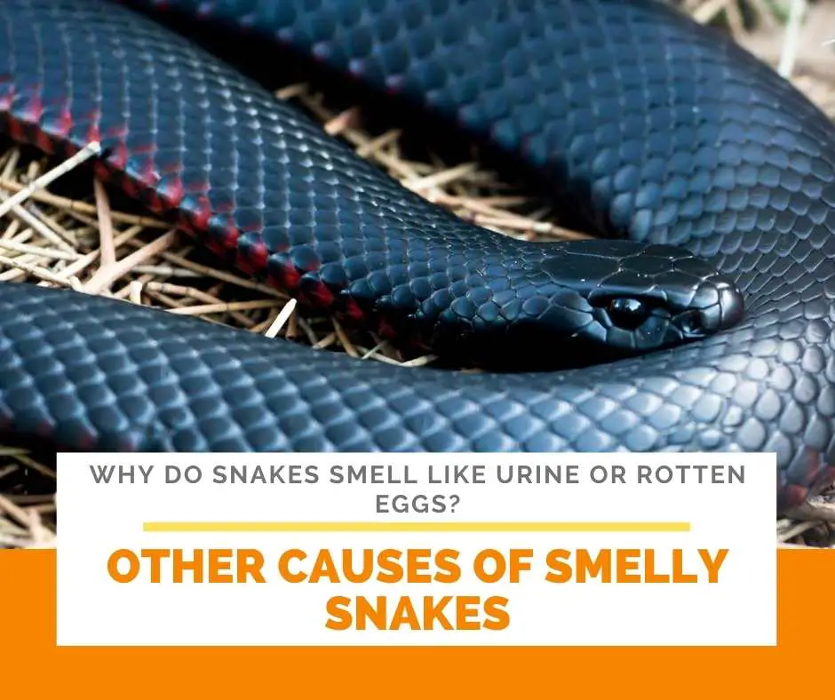 Other Causes Of Smelly Snakes