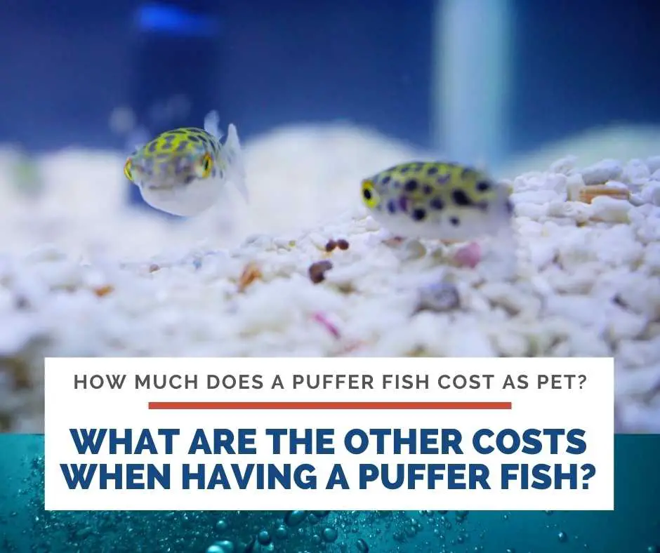 What Are The Other Costs When Having A Puffer Fish?