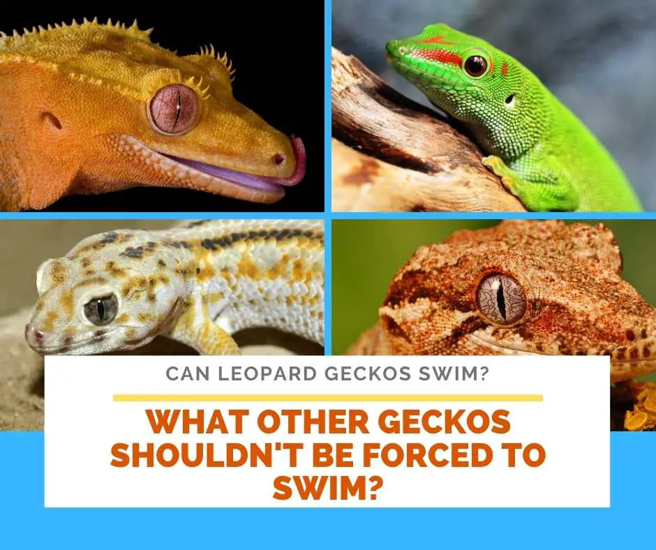 What Other Geckos Shouldn't Be Forced To Swim?