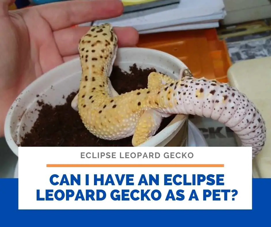 Can I Have An Eclipse Leopard Gecko As A Pet?