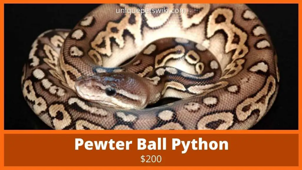 Pewter Ball Python