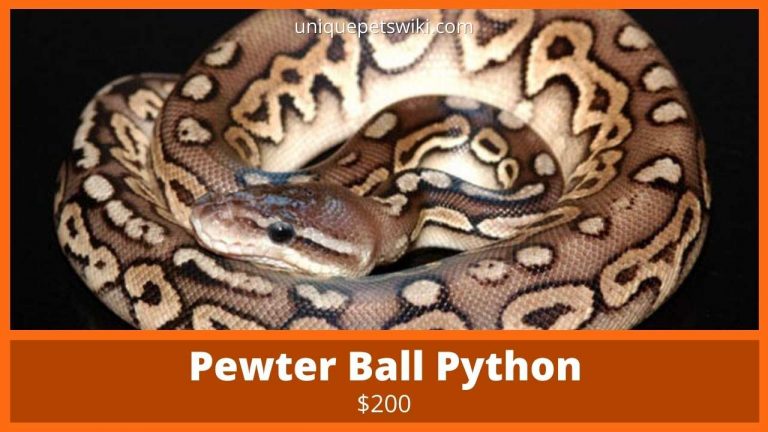58 Ball Python Morphs: A-Z Morph Color List (With Pictures)
