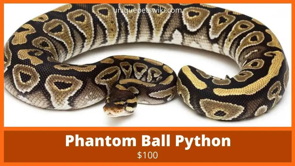 Phantom Ball Python