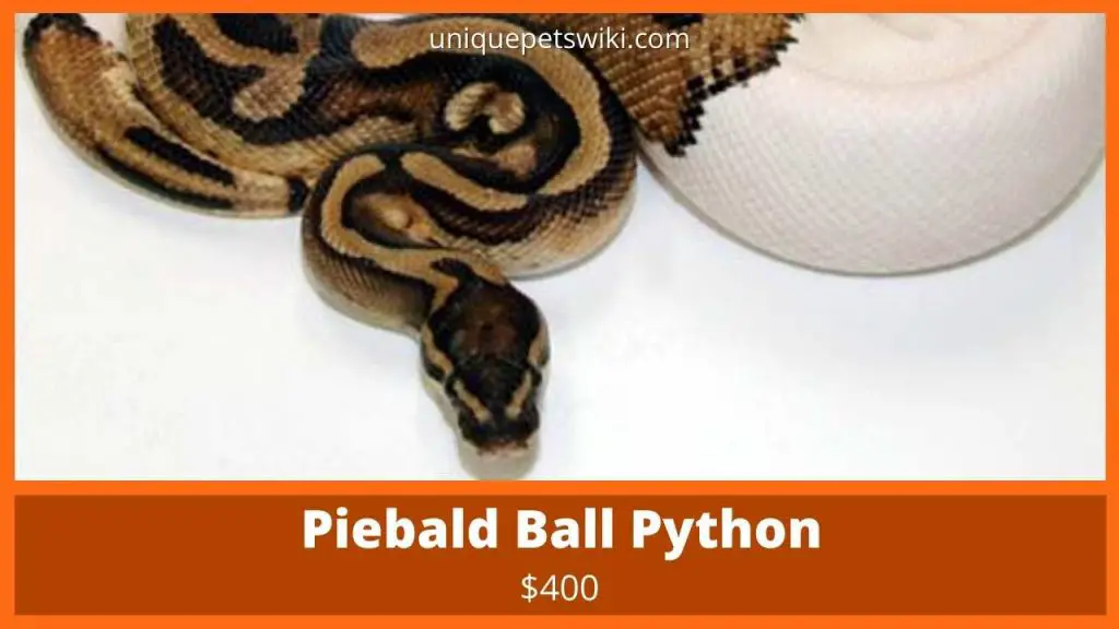 Piebald Ball Python