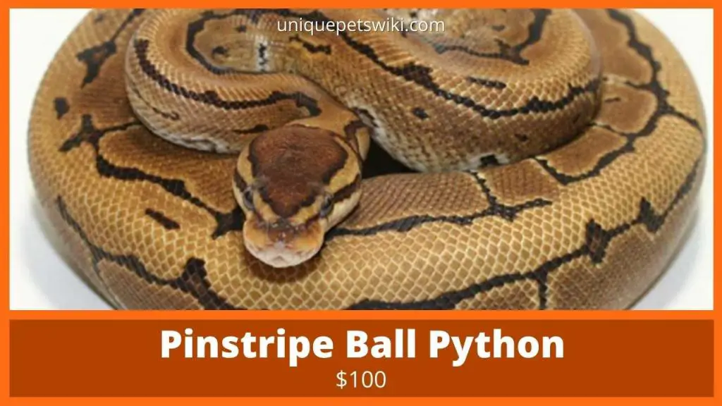 Pinstripe Ball Python