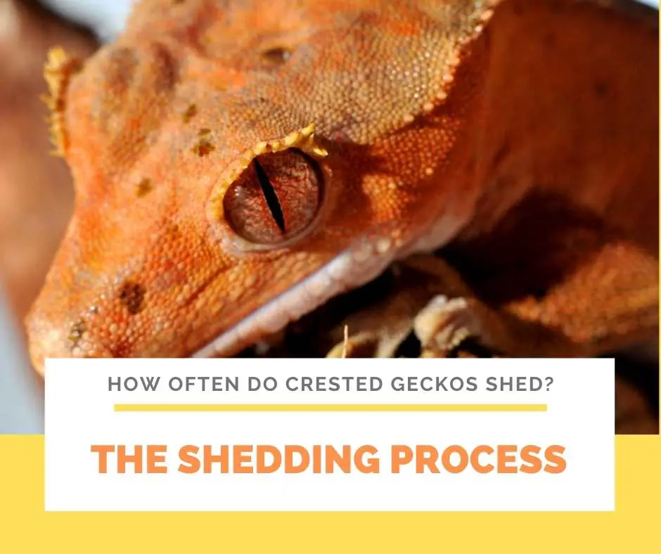 The Shedding Process