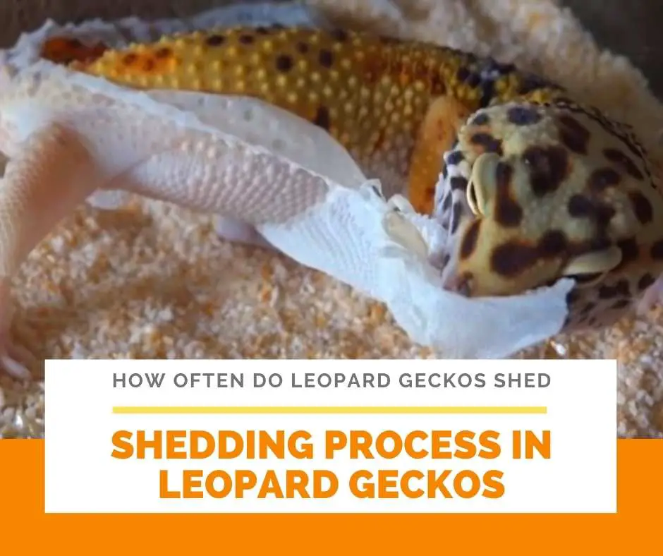 Shedding Process In Leopard Geckos