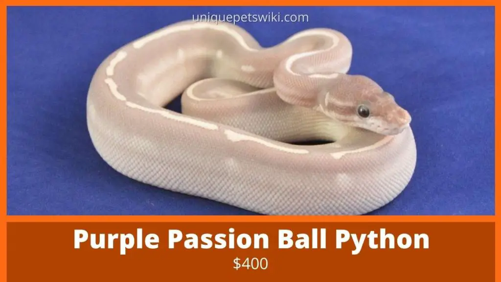 Purple Passion Ball Python