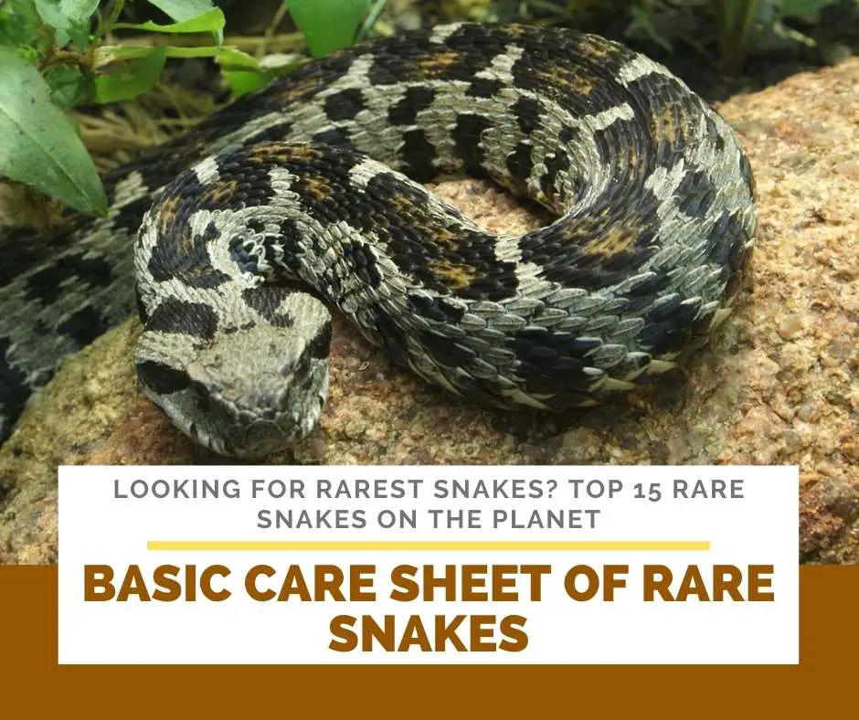 Basic Care Sheet Of Rare Snakes