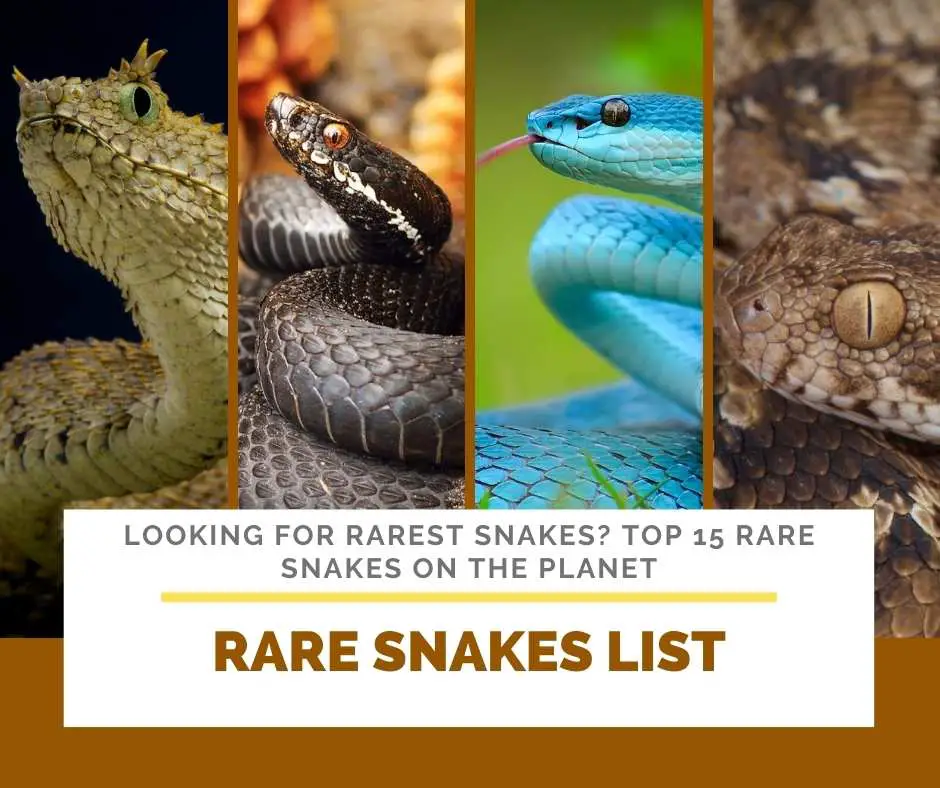 Rare Snakes List