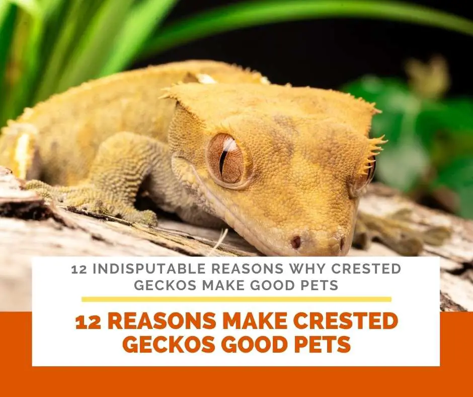12 Reasons Make Crested Geckos Good Pets