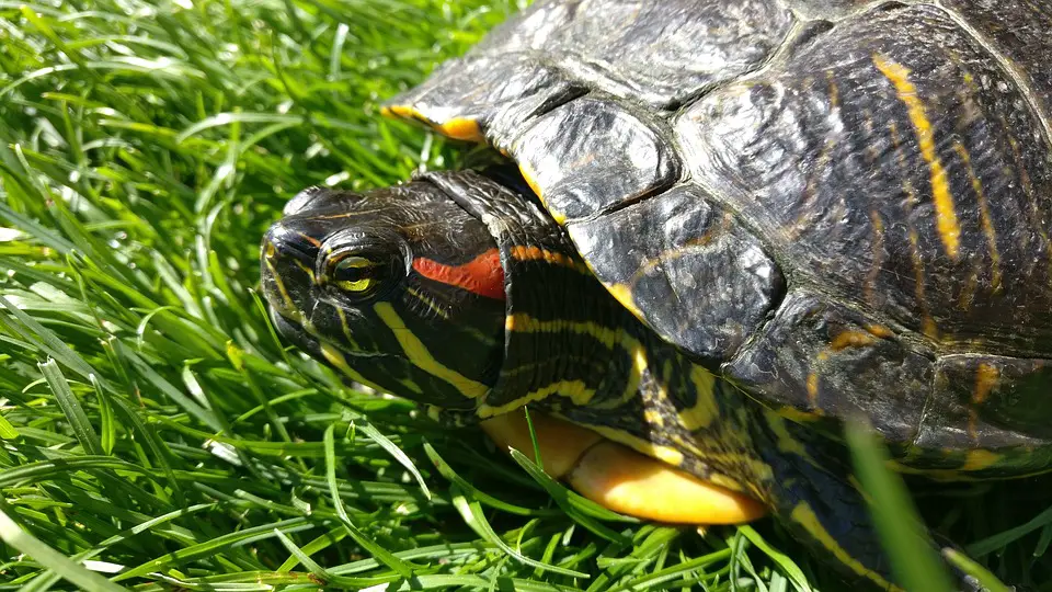 Red Ear Slider Turtle