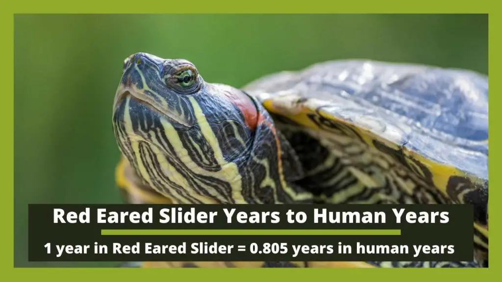 Red Eared Slider Years to Human Years