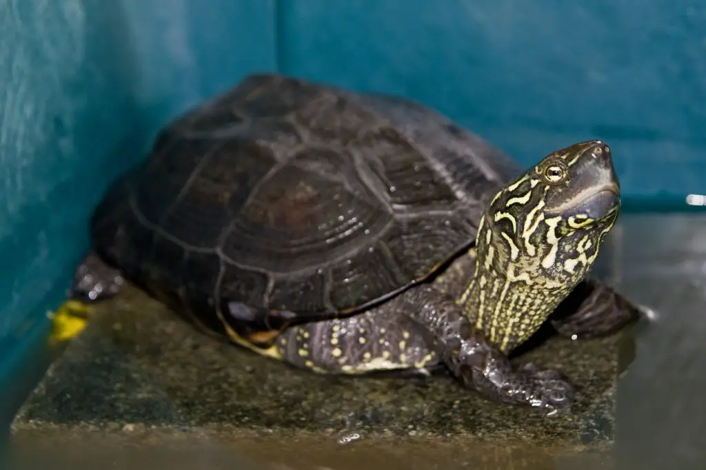 Reeve's Turtle