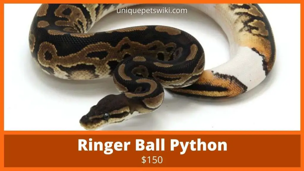 Ringer Ball Python