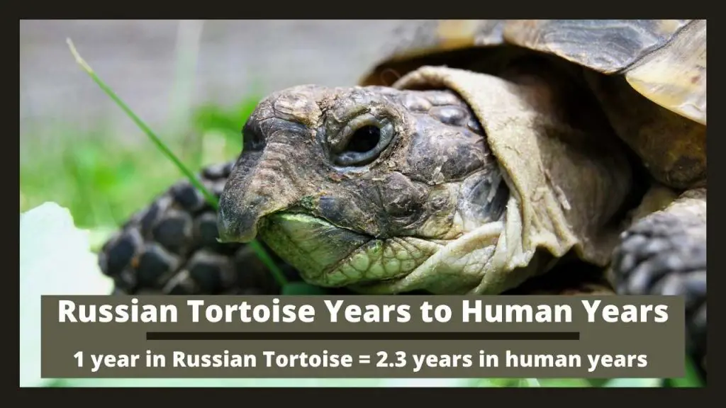 Russian Tortoise Years to Human Years