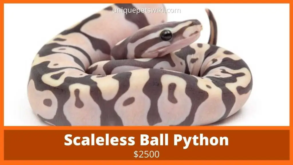 Scalesless Ball Python