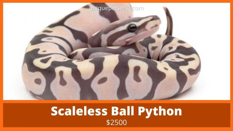 58 Ball Python Morphs: A-Z Morph Color List (With Pictures)