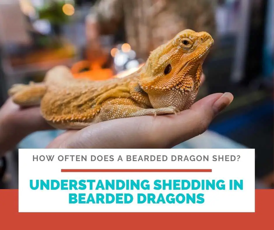 Understanding Shedding In Bearded Dragons
