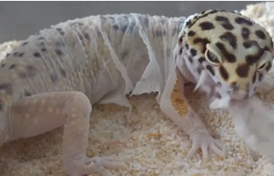 Leopard Gecko Shedding