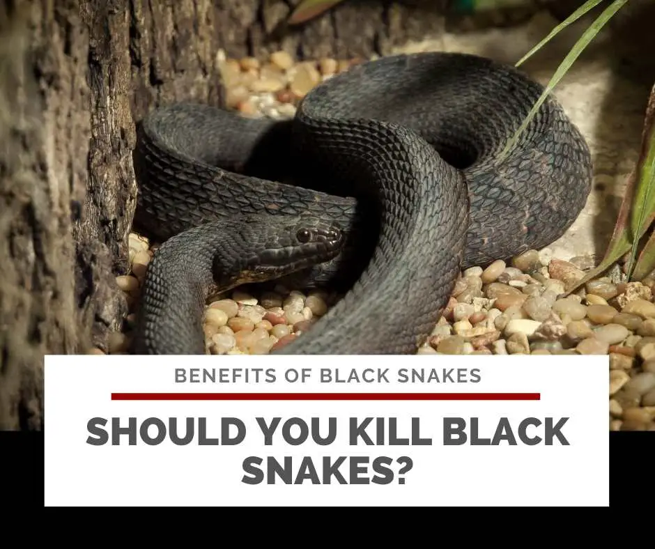 Should You Kill Black Snakes?