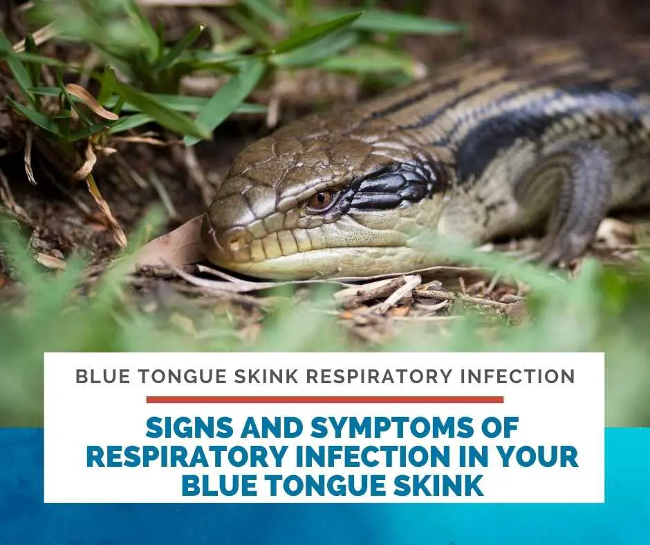 Signs And Symptoms Of Respiratory Infection In Your Blue Tongue Skink