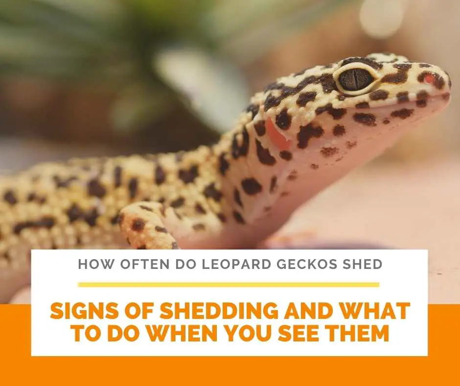 Signs Of Shedding And What To Do When You See Them