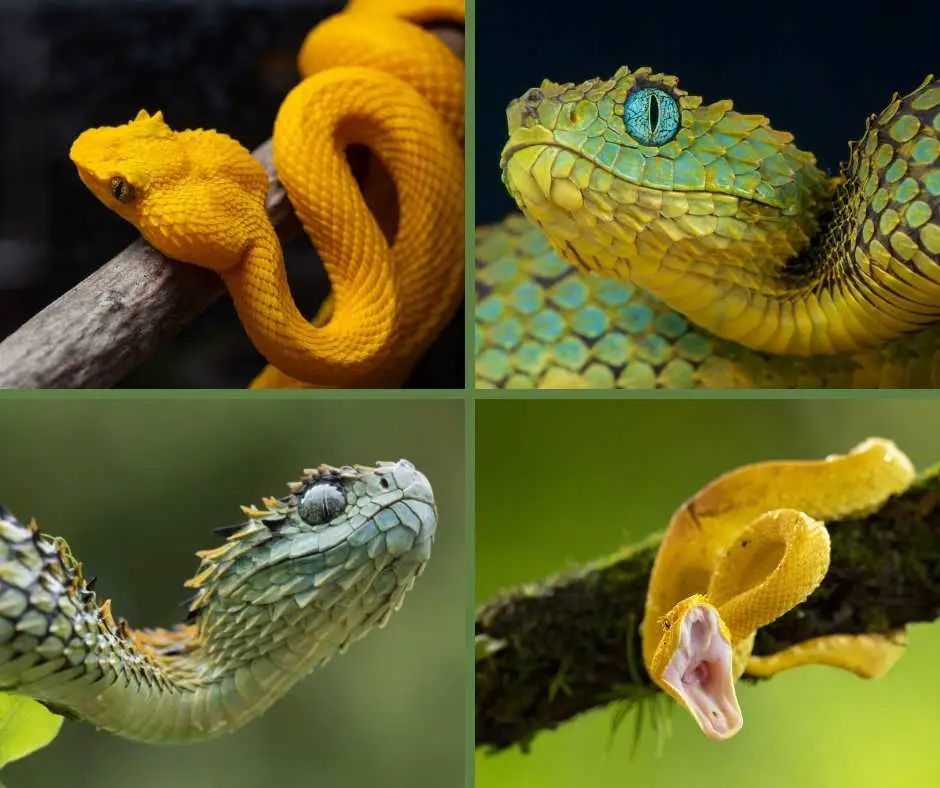 What Are Small Arboreal Snakes?
