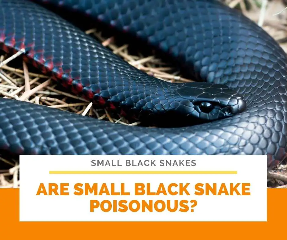 Are Small Black Snake Poisonous?