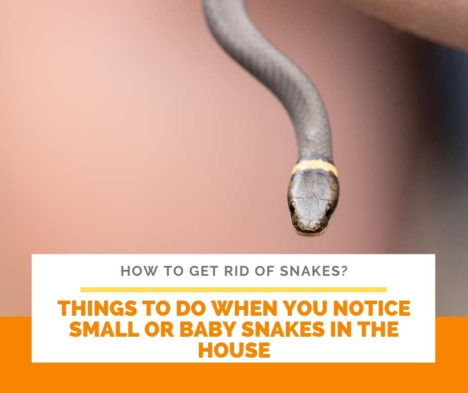 Things To Do When You Notice Small Or Baby Snakes In The House