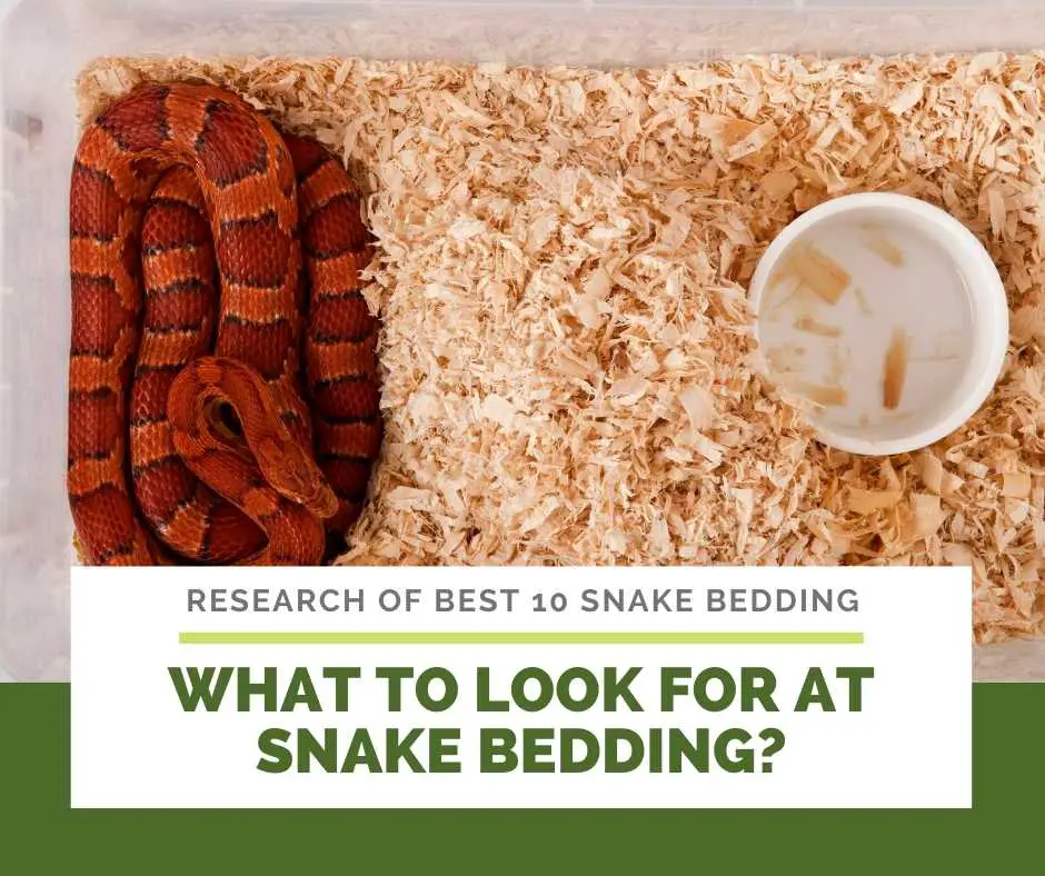 What To Look For At Snake Bedding?