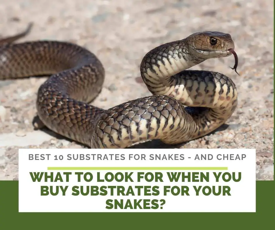 What To Look For When You Buy Substrates For Your Snakes?