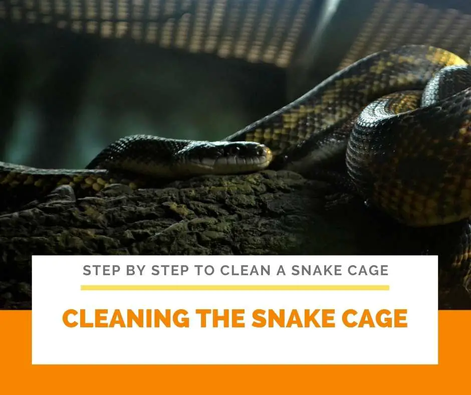Cleaning The Snake Cage