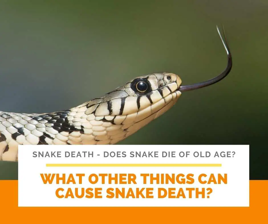 What Other Things Can Cause Snake Death?