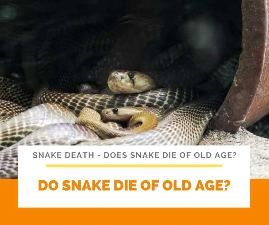 Do Snake Die Of Old Age?