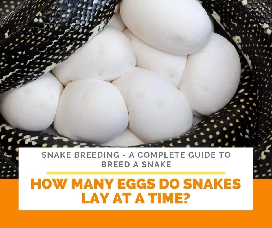 How Many Eggs Do Snakes Lay At A Time?