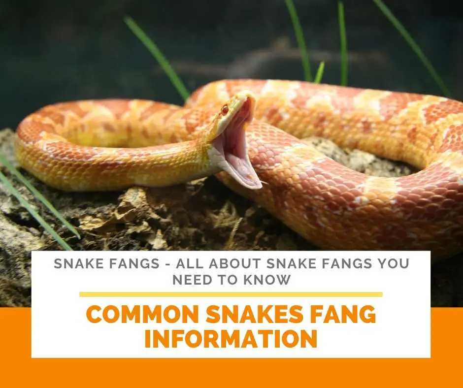 Common Snakes Fang Information