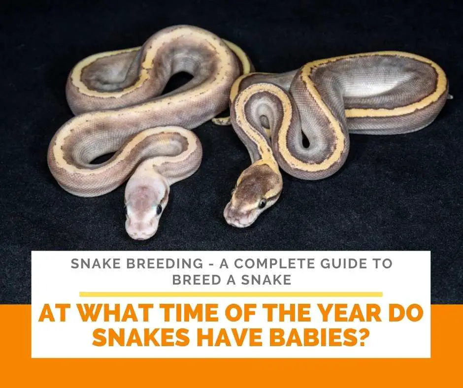 At What Time Of The Year Do Snakes Have Babies?